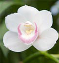 Photo of flower