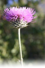 Photo of thistle